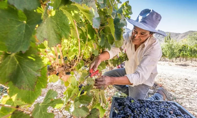 El Gobierno pone en vigencia línea de crédito capital de trabajo vitivinícola 2026