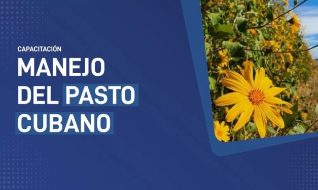 La Provincia continúa trabajando en el manejo del Pasto Cubano