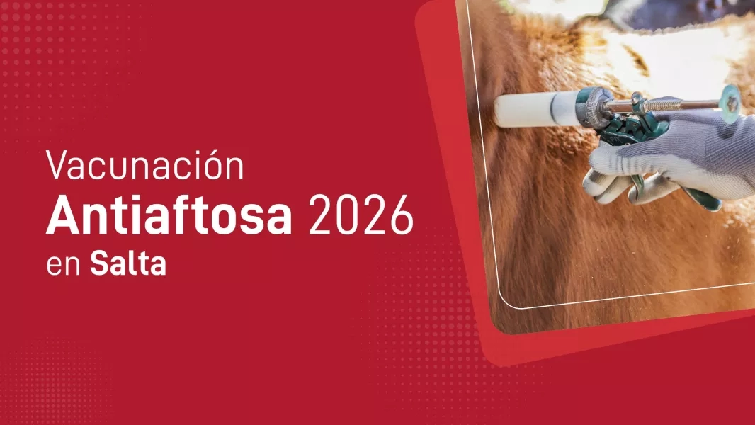Vacunación Antiaftosa 2026 en Salta: comenzó la primera campaña