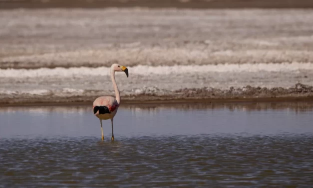 Cómo actuar ante el hallazgo de flamencos juveniles debilitados