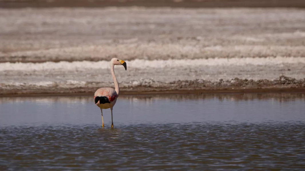 Cómo actuar ante el hallazgo de flamencos juveniles debilitados