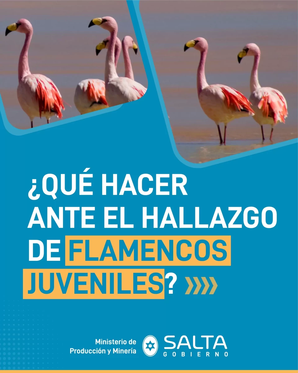 FLAMENCOS
