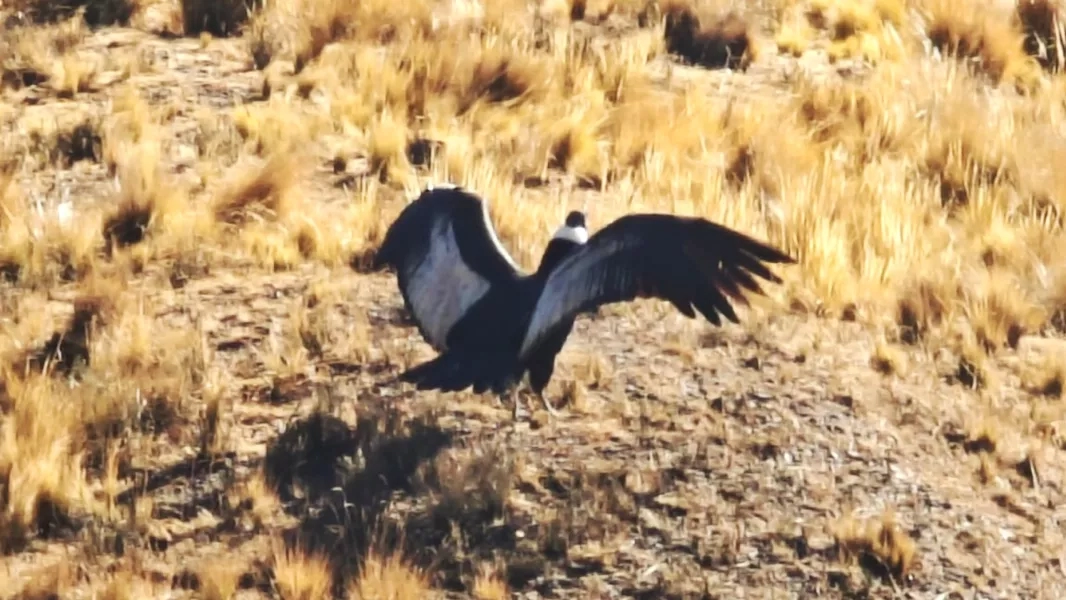 108615-exitoso-rescate-y-liberacion-de-un-condor-andino-en-salta 108615-exitoso-rescate-y-liberacion-de-un-condor-andino-en-salta