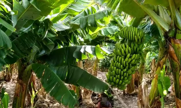 Salta solicitó a Nación una reunión para analizar la nueva normativa bananera