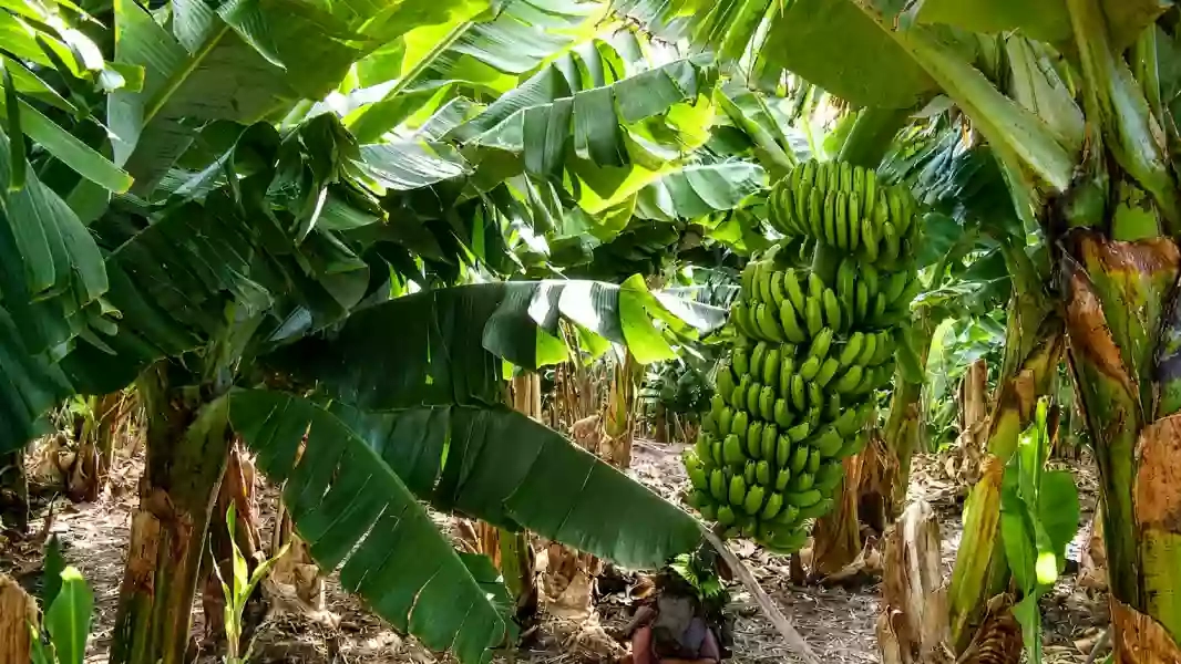 109141-salta-solicito-a-nacion-una-reunion-para-analizar-la-nueva-normativa-bananera 109141-salta-solicito-a-nacion-una-reunion-para-analizar-la-nueva-normativa-bananera
