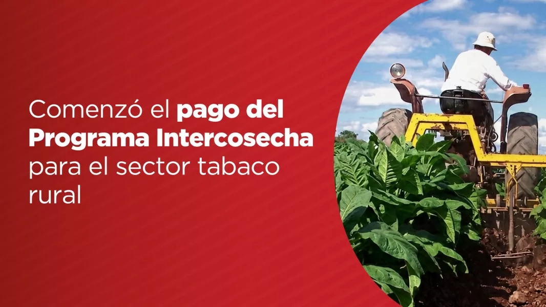 Comenzó el pago del Programa Intercosecha para el sector tabaco rural